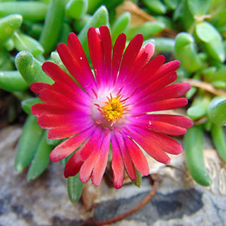 Pourpier vivace rouge